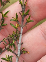 Coprosma cheesemanii