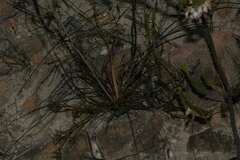 Tritoniopsis nervosa