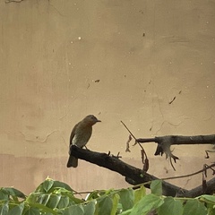 Hypsipetes philippinus