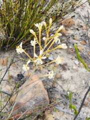 Tritoniopsis nervosa