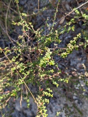 Leionema hillebrandii