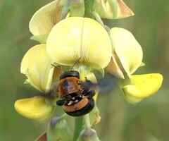 Xylocopa lateritia