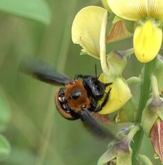 Xylocopa lateritia