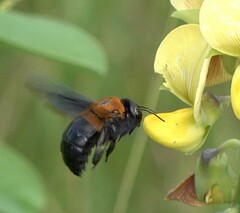 Xylocopa lateritia