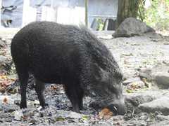 Sus scrofa vittatus