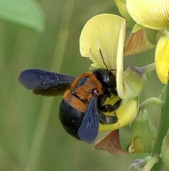 Xylocopa lateritia