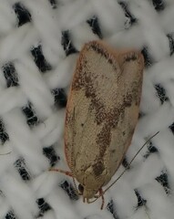 Oligoloba severa
