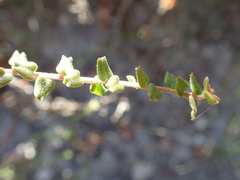 Leionema hillebrandii