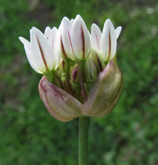 Allium brandegeei