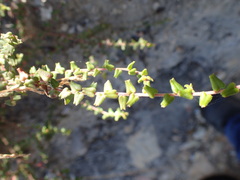 Leionema hillebrandii