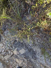 Leionema hillebrandii