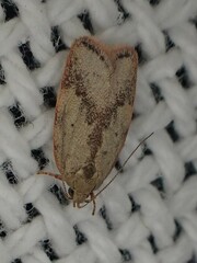 Oligoloba severa