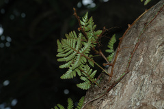 Davallia repens