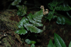 Davallia repens