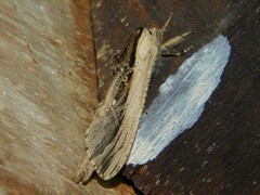 Strigocossus ochricosta