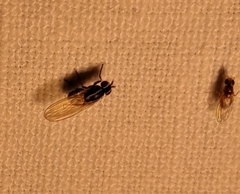 Poecilohetaerus aquilus