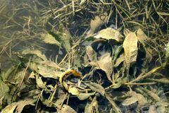 Potamogeton lucens