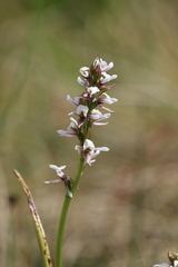 Prasophyllum suttonii