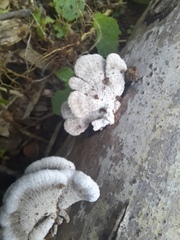 Schizophyllineae