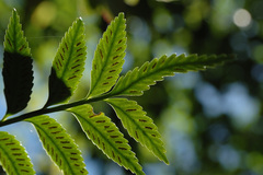 Asplenium matsumurae