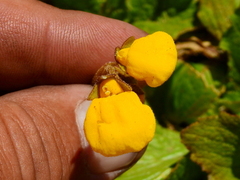 Calceolaria filicaulis