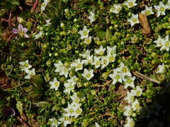 Arenaria serpens