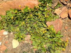 Calceolaria filicaulis