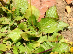 Calceolaria filicaulis