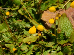 Calceolaria filicaulis