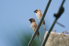 Lonchura punctulata topela
