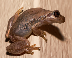 Litoria balatus