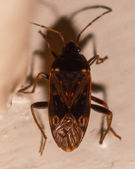 Neolethaeus tenebrosus