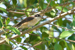 Lanius collurioides