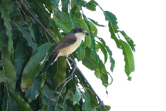 Lanius collurioides