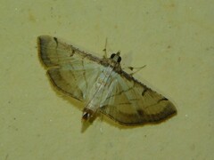 Marasmia