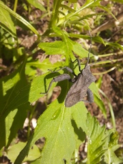 Camptischium