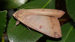 Ophiusa disjungens
