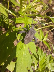Camptischium