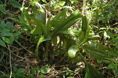 Acanthephippium pictum iNat (3)