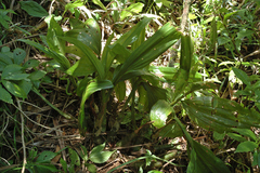 Acanthophippium pictum
