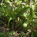 Acanthophippium pictum - Photo (c) lecanorchis, algunos derechos reservados (CC BY-NC)