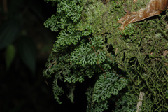 Hymenophyllum denticulatum