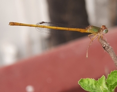 Ceriagrion coromandelianum