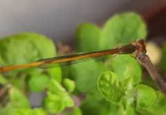 Ceriagrion coromandelianum
