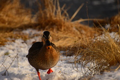 Anas platyrhynchos × zonorhyncha
