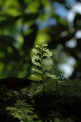 Hymenophyllum denticulatum