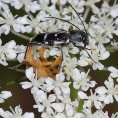 Phymata crassipes