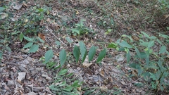 Deeringia polysperma