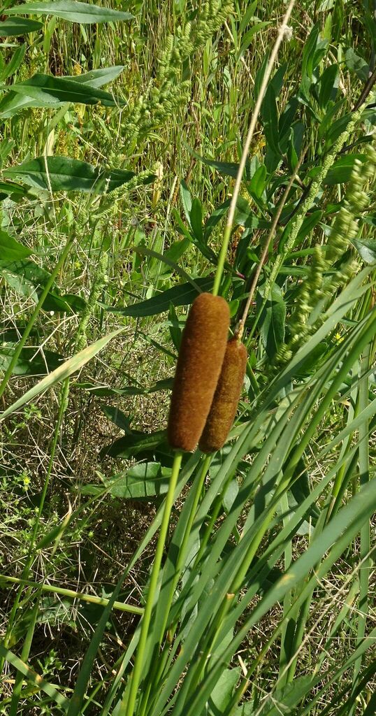 Graceful Cattail from Москаленский р-н, Омская обл., Россия on July 8 ...