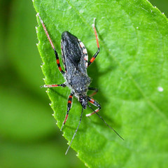Rhynocoris annulatus